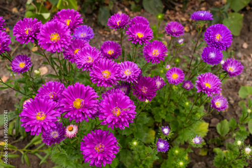 purple flowers in the garden