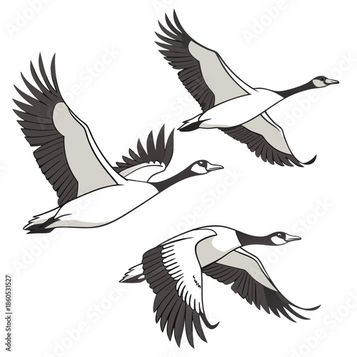 White and black geese flying in formation on white background