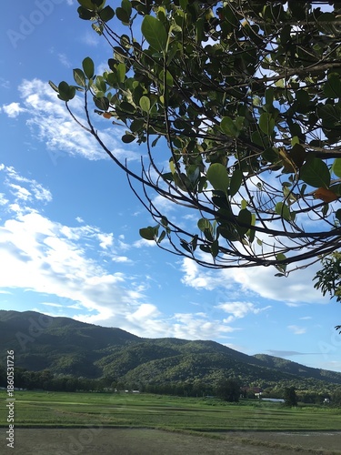 Upward view of green tree branches against a bright blue sky with distant mountains and farmland, creating a fresh peaceful countryside landscape mood.