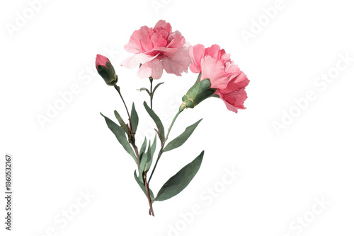Carnations in different stages of bloom with green leaves against a white background