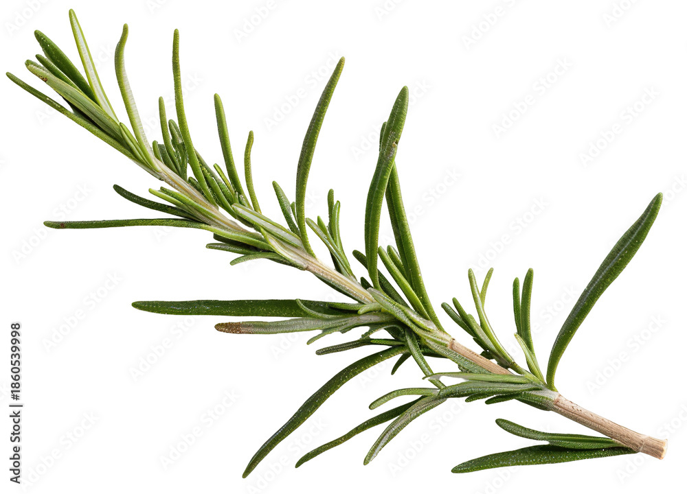 Fototapeta premium A cut out of narrow herbs and branches showing greenery on a transparent background. This element can be used for various design projects or presentations