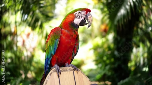 A vibrant macaw perched on a wooden post, showcasing its bright red, green, and blue feathers in a lush tropical setting