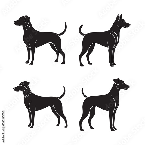 Dog Standing Alert And Attentive