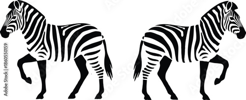 Two zebras standing side by side in a black and white illustration