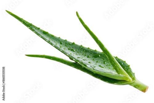 Fresh aloe leaf displayed for skincare or botanical concept on transparent background