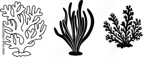 Collection of Three Stylized Marine Coral and Seaweed Illustrations on White Background marine life