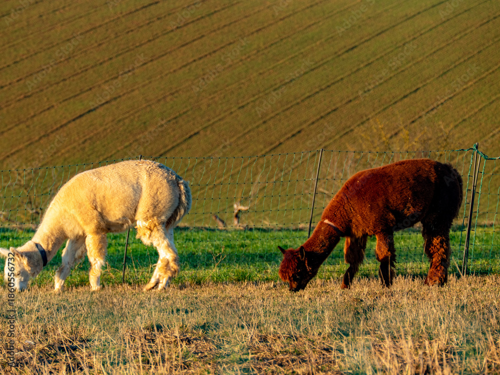 Fototapeta premium Zwei Lamas auf einer Weide