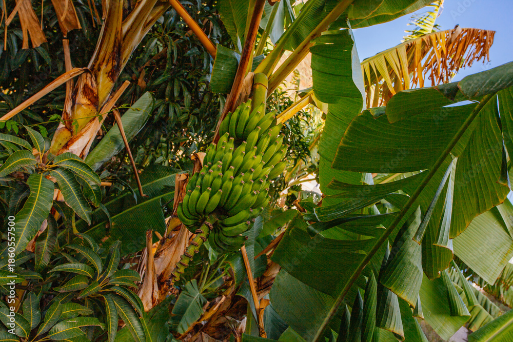 Obraz premium Green bananas growing on trees. Green tropical banana fruits close-up on banana plantation. Tenerife banana plantations in Tenerife, Canary islands, Spain.