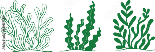 Three Green Seaweed Illustrations with Wavy Fronds on a White Background 