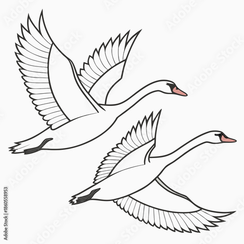 Two elegant swans gracefully soaring through the air displaying their expansive wingspans in a simple line drawing style