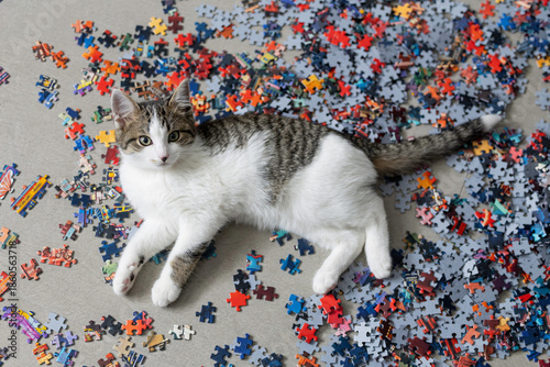 Cute domestic kitten sitting inside a puzzle box.