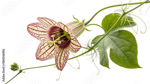 Creeping flower dutchman pipe isolated on transparent background