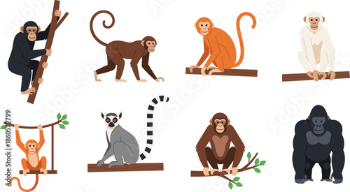 Monkey and primate collection featuring chimpanzee gorilla lemur and various monkeys sitting on branches for zoo education wildlife nature and animal vector design..