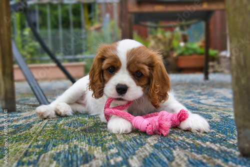 Fotografie cute nine weeks old cavalier king charles spaniel puppy playing with a toy