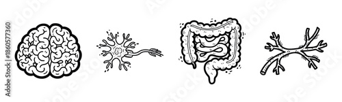 Illustration of brain, neuron, intestines, and neuron dendrite structures in black and white