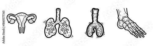 Anatomical illustrations of uterus, lungs, trachea, and foot bones