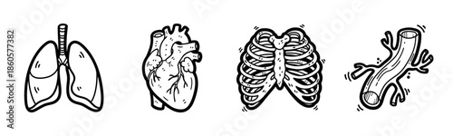 Illustrated set of human organs: lungs, heart, ribcage, artery in black and white