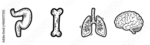 Black and white anatomical drawings of stomach, bone, lungs, and brain