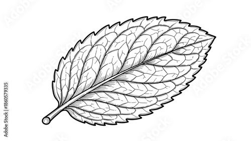 Detailed black and white illustration of a single mint leaf on white background