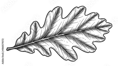 Detailed black and white illustration of an oak leaf on a white background