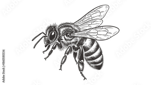  illustration of a honey bee