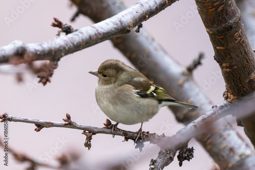 Fotografie a small female Chaffinch perched on a budding branch, holding a seed in its beak against a soft, blurred background
