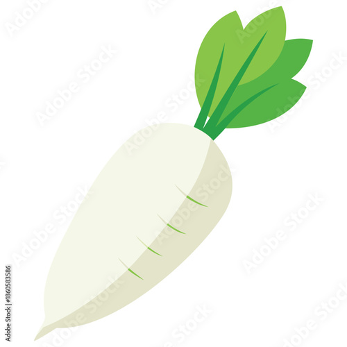 DAIKON RADISH WITH LUSH GREEN TOPS ISOLATED ON WHITE FOR FRESH PRODUCE LABELS HEALTHY FOOD ILLUSTRATIONS AND CULINARY WEBSITE GRAPHICS