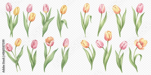 Watercolor illustration set of beautiful pink and yellow tulips with green leaves, spring flowers collection.