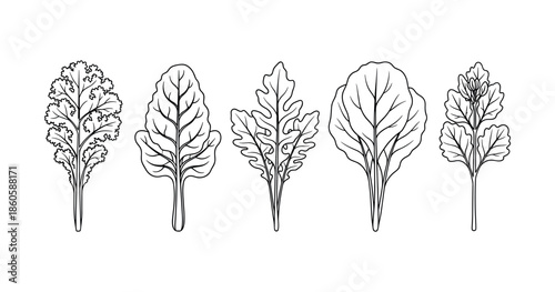 Outline illustrations of five leafy green vegetables with distinct shapes