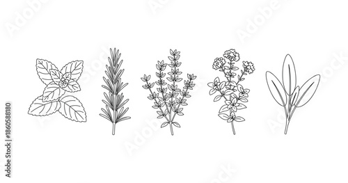 Black and white line art of various culinary herbs