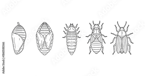 Life cycle stages of beetle: pupa to adult insect transformation illustrated