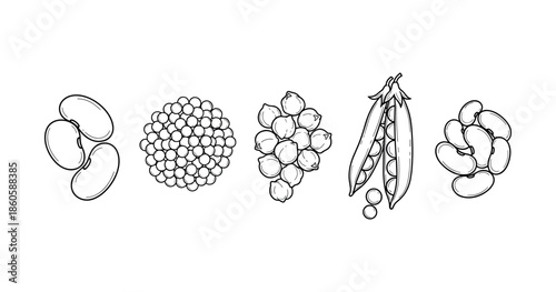 Illustration of various types of legumes