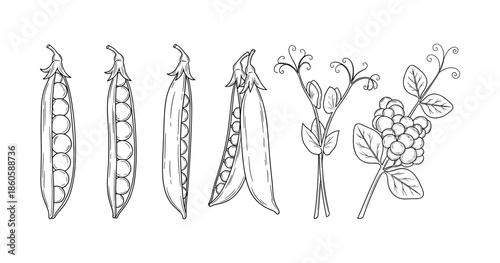 Black and white botanical illustration of peas and raspberries