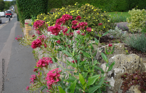 Centranthus ruber or red valerian, blooms in vibrant clusters of pink flowers over a stone garden wall. The wall borders a sidewalk, with a road with traffic on the left. Behind the wall, a garden