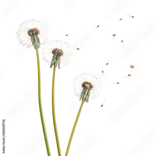 Dandelion Flowers Releasing Seeds on a Clear Day in a Garden Setting