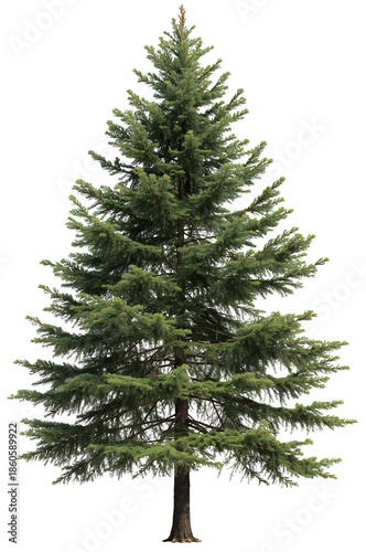 Tall Green Tree Stands Alone With Full Branches and Clear Shape on White Back...