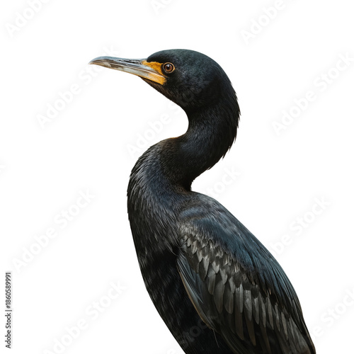 Cormorant Standing on Its Feet With Black Feathers and Yellow Beak Against Pl...