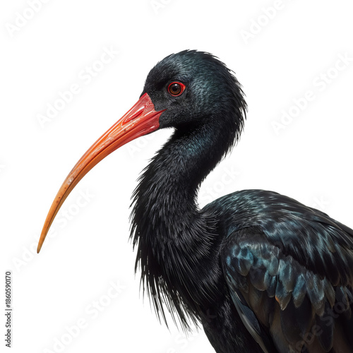 Black Bird With Long Curved Beak Stands Still, Showing Bright Red Face and Ey...