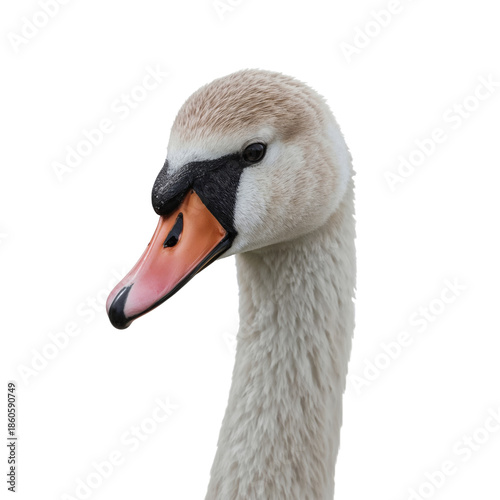 Swan With a Long Neck Displays Its Features Against a Plain Background