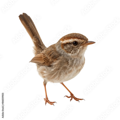 Small Bird Standing on Ground With a Short Tail and Brown Feathers Near Its H...