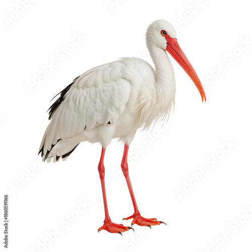 White Stork Stands Tall on a White Background With Its Red Beak and Long Legs