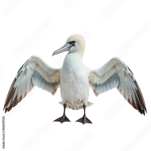 White Bird With Large Wings Spreads Feathers While Standing on Ground in Brig...