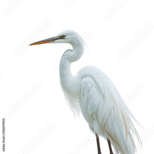 Great Egret Stands Tall With Its Long Neck and Sharp Beak Against a Plain Whi...