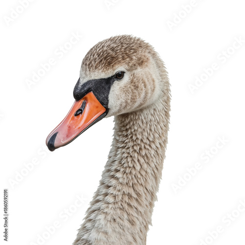 Swan With a Long Neck Displays Its Features Against a Plain Background