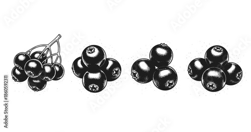 Monochrome illustration of berry clusters in detailed line art style