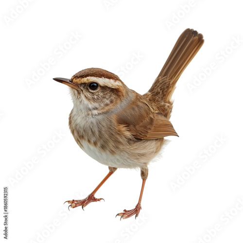Bird Standing on Its Legs With a Brown and White Body in a Simple Setting