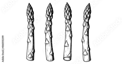 Black and white illustration of four asparagus stalks