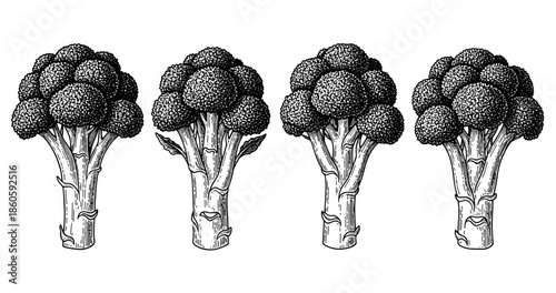 Monochrome illustration of four broccoli stalks in detailed sketch style