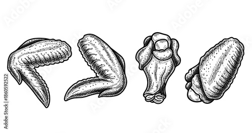Hand-drawn chicken wings illustration featuring various wing parts in detail