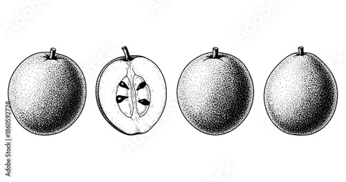 Detailed black and white illustration of four apples showing whole and sliced views